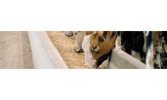 Animal Feed Services