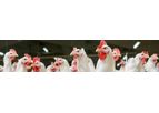 Animal Nutrition & Health Solutions for Poultry