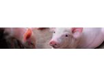 Animal Nutrition & Health Solutions for Swine