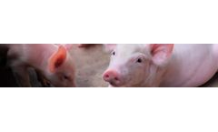 Animal Nutrition & Health Solutions for Swine