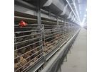 Silver Star - Model YXB3H60, YXB3H90 and YXB3H156 - Q235 Poultry Farming Cage