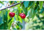 Monitoring and Management of Fruit Trees Services