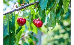 Monitoring and Management of Fruit Trees Services