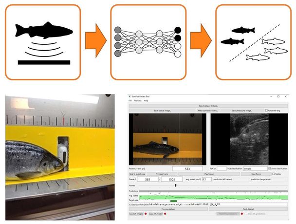 Inphase Sonifish Machine Learning Imaging Platform For Fish Examination
