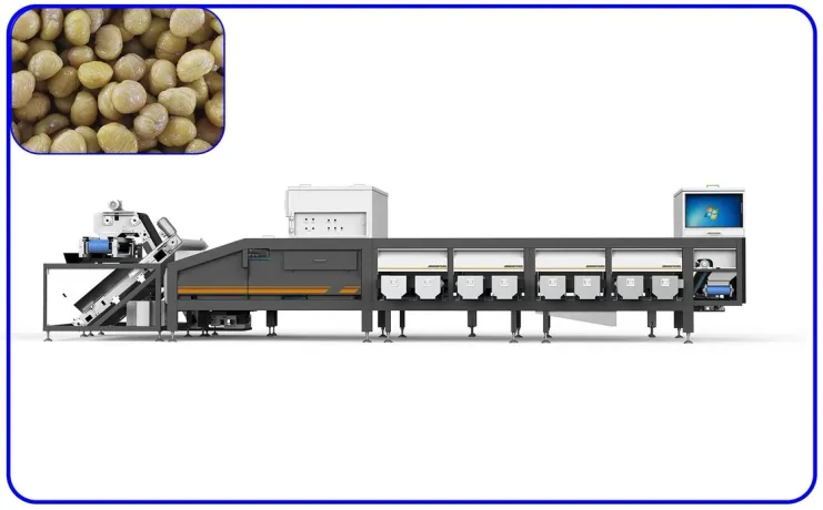 Jinguoyuan 12 Channels Intelligent Chestnut Sorting Machine Silver ...