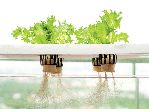 Water Treatment for Hydroponics Industry - Agriculture - Horticulture