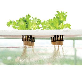 Water Treatment for Hydroponics Industry - Agriculture - Horticulture