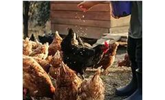 Diesel Pellet Mill Solution for Poultry Feed Production