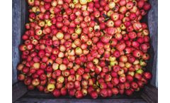 Belt press increases production for apple cider company