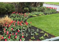 WeCare Denali - Mulch