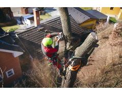 Working at heights is one of the main occupational risks faced by tree surgeons and arborists.