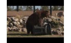 Live Bear Proof Trash Can Test Video