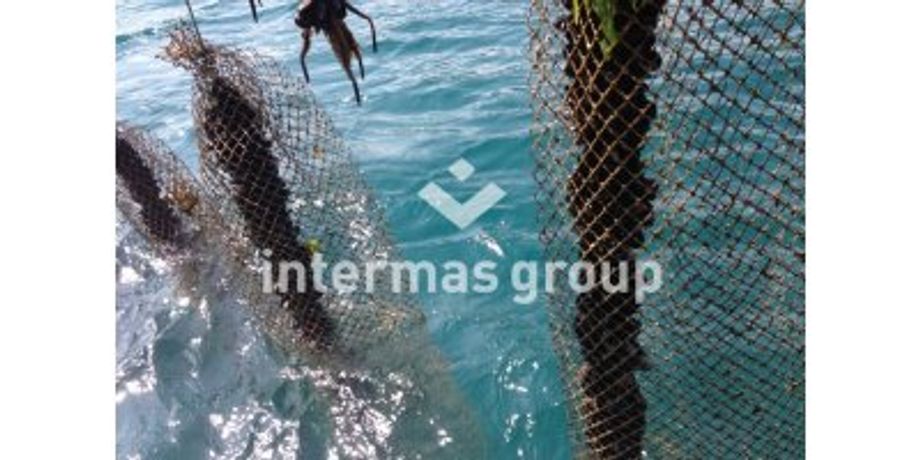 Intermas - Shellfish Farming Anti-Predator Nets