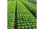Magic Gro DripSOL - Biostimulant Plant Growth Promoter and Soil Conditioner for Drip Irrigation