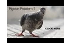 Pigeon Problem Solved with Nixalite Bird Control Video