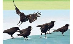 Crows Gone Wild