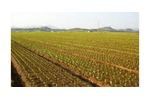 Water filtration systems for sub-surface drip irrigation - Agriculture - Irrigation