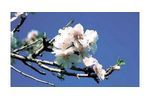 Irrigation solutions for Almond Crops - Agriculture - Crop Cultivation