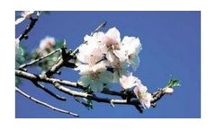 Irrigation solutions for Almond Crops