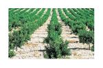 Irrigation solutions for Citrics Crops - Agriculture - Crop Cultivation