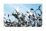 Irrigation solutions for Cotton Crops - Agriculture - Crop Cultivation