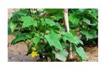 Irrigation solutions for Cucumber Crops - Agriculture - Crop Cultivation