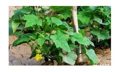 Irrigation solutions for Cucumber Crops