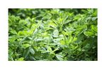 Irrigation solutions for alfalfa crops - Agriculture - Crop Cultivation