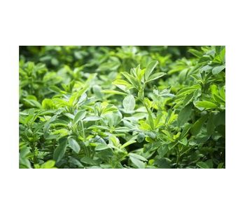 Irrigation solutions for alfalfa crops - Agriculture - Crop Cultivation