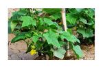 Irrigation solutions for Cucumber crops - Agriculture - Crop Cultivation
