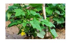 Irrigation solutions for Cucumber crops