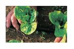 Irrigation solutions for Lettuce crops - Agriculture - Crop Cultivation