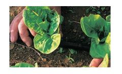 Irrigation solutions for Lettuce crops