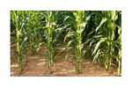 Irrigation solutions for Maize crops - Agriculture - Crop Cultivation