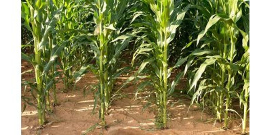 Irrigation solutions for Maize crops - Agriculture - Crop Cultivation