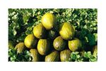 Irrigation solutions for Melon crops - Agriculture - Crop Cultivation