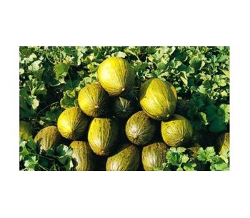 Irrigation solutions for Melon crops - Agriculture - Crop Cultivation