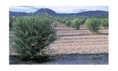 Irrigation solutions for Olive crops