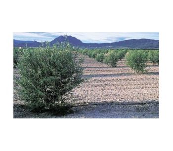 Irrigation solutions for Olive crops - Agriculture - Crop Cultivation