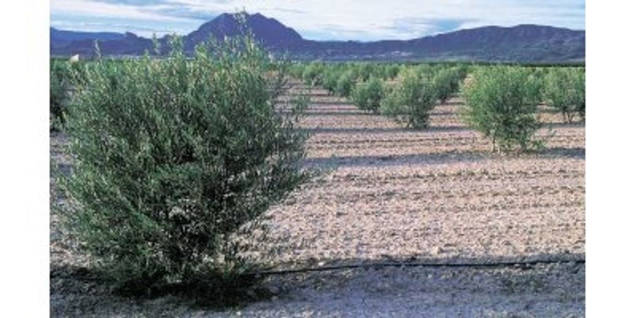 Irrigation solutions for Olive crops - Agriculture - Crop Cultivation