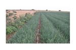 Irrigation solutions for Onion crops - Agriculture - Crop Cultivation