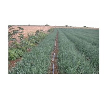 Irrigation solutions for Onion crops - Agriculture - Crop Cultivation