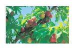 Irrigation solutions for Peach crops - Agriculture - Crop Cultivation