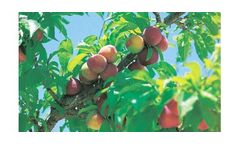 Irrigation solutions for Peach crops