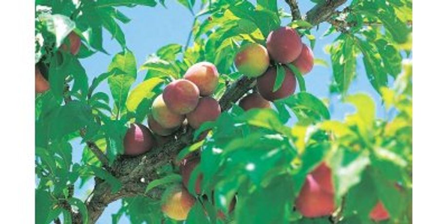 Irrigation solutions for Peach crops - Agriculture - Crop Cultivation