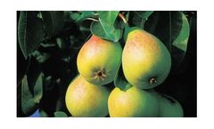 Irrigation solutions for Pear crops