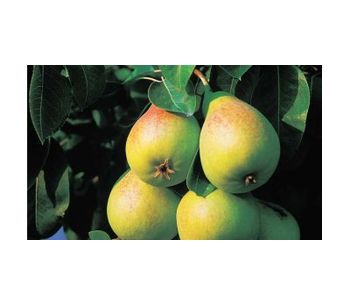Irrigation solutions for Pear crops - Agriculture - Crop Cultivation