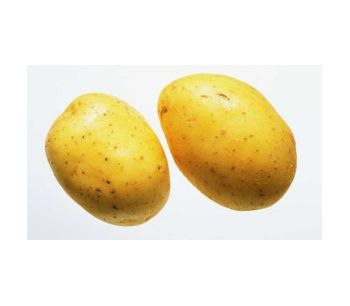 Irrigation solutions for Potato crops - Agriculture - Crop Cultivation