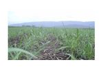 Irrigation solutions for Sugar Cane crops - Agriculture - Crop Cultivation