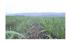 Irrigation solutions for Sugar Cane crops